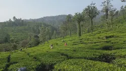 Kerala, le jardin de l'Inde