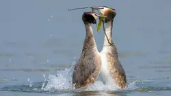 Kerkini, le sanctuaire des oiseaux