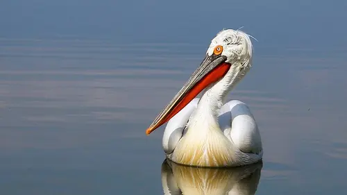 Kerkini, le sanctuaire des oiseaux