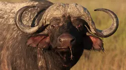 Killer Safari Chasseur vs chassé