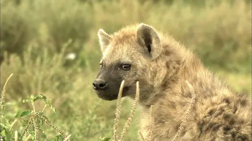 Killer Safari Grands félins vs Proies