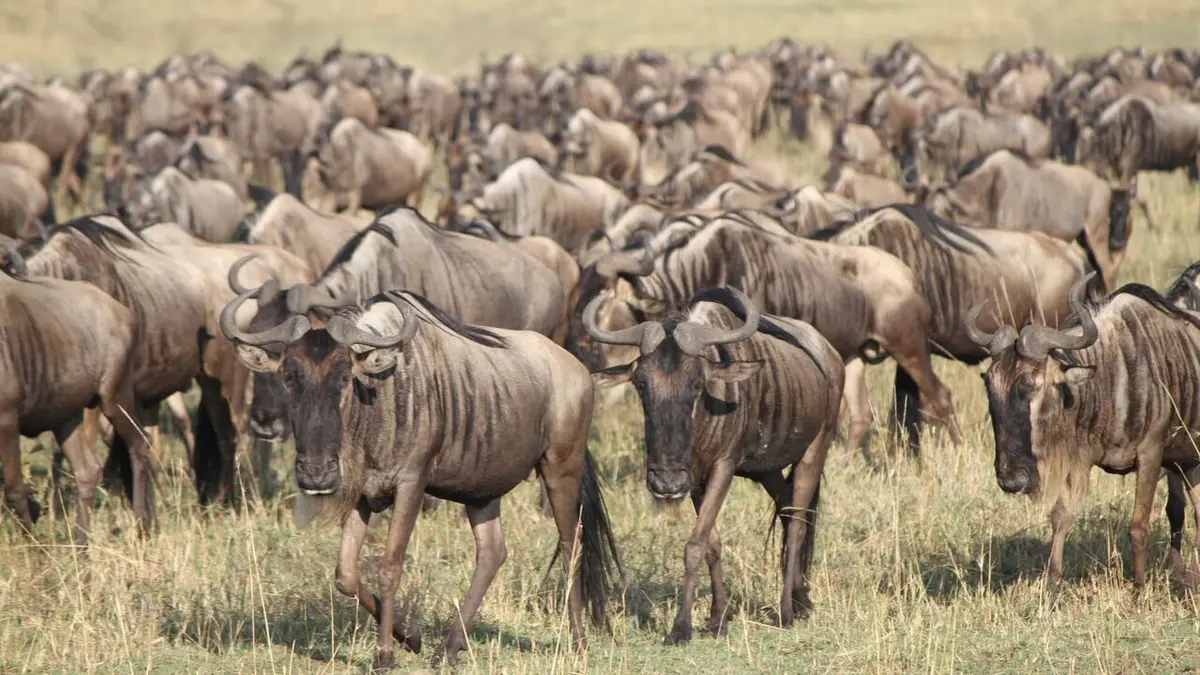 Killer Safari Morsure vs combat