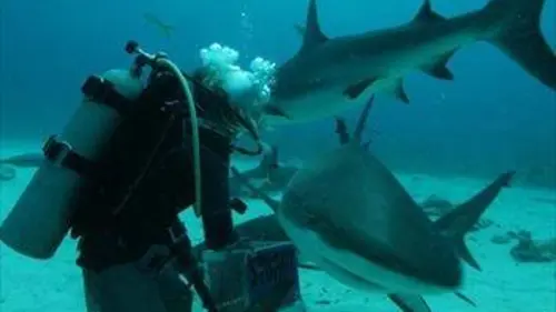 Killer Shark, Shark Killer