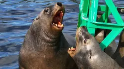 Killer Whale Chronicles