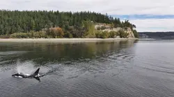 Killer Whale Chronicles A l'école des tueuses