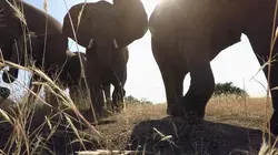 Sur Animaux à 22h15 : Kim Wolhuter, un réalisateur pas comme les autres