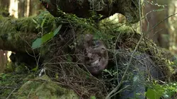 Kimi Werner ou la vie sauvage