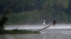 Visuel de Kinabatangan, le fleuve prodigue de Bornéo