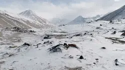 Visuel de Kirghizistan, espoir pour les panthères des neiges