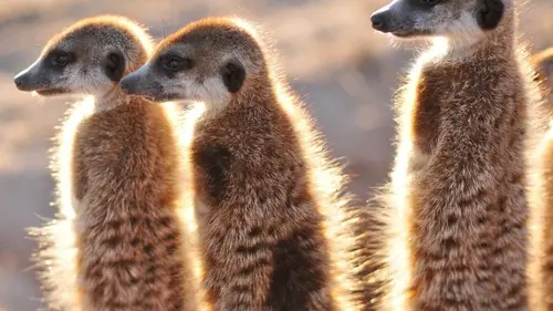 Klinky et les suricates du Kalahari