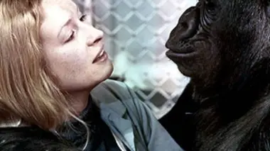 Koko, le gorille qui parle