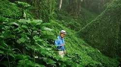 Kokoda jamais vaincus !