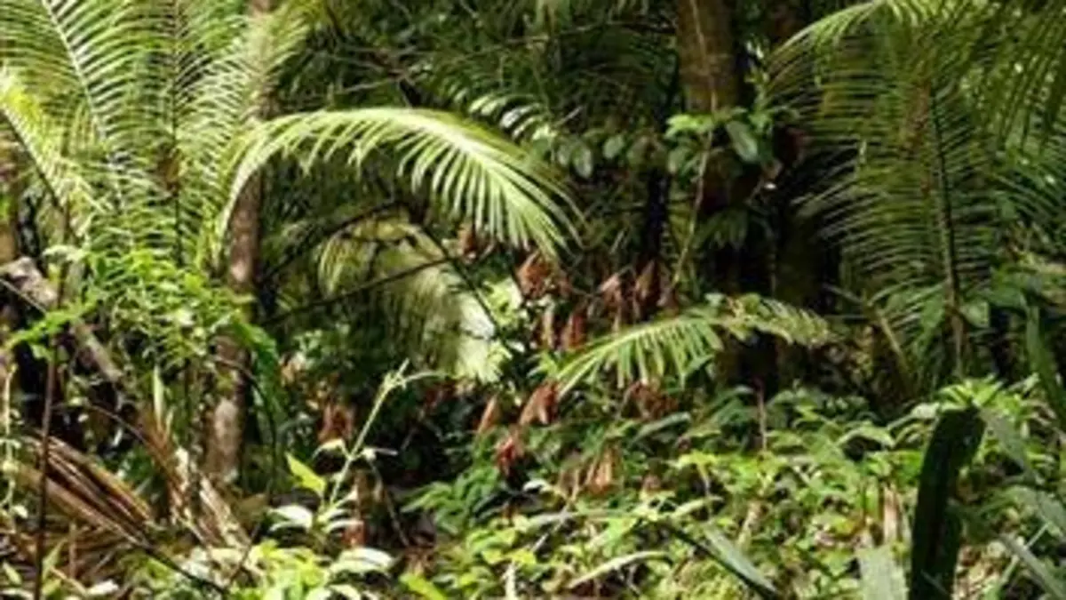 Kourou, réserve naturelle