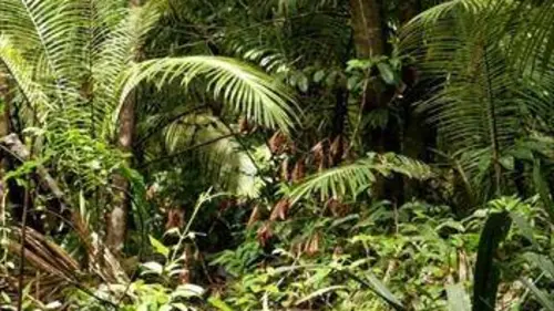 Kourou, réserve naturelle