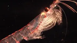 Sur Arte à 20h55 : Krill, le secret de la banquise