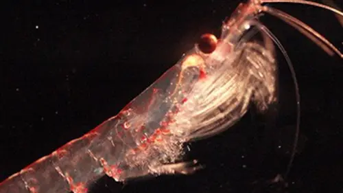 Casting Krill, le secret de la banquise