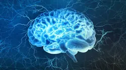 Kromdraai, à la découverte du premier humain