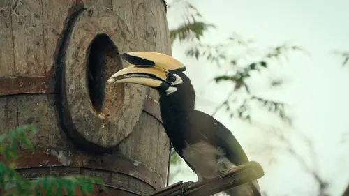 Kui Buri, un écrin sauvage en Thaïlande