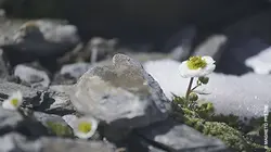 L'abominable mystère des fleurs