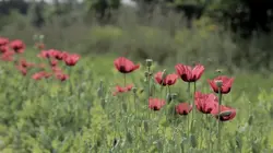L'acte de la beauté