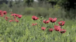 L'acte de la beauté