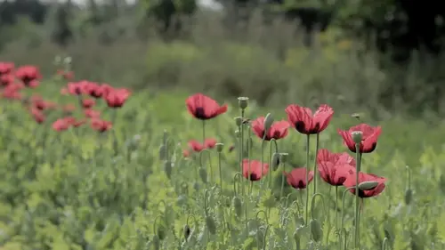 L'acte de la beauté