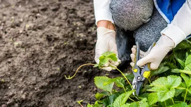 Agriculteurs sous tension