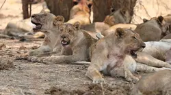 L'Afrique à l'état sauvage