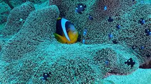 L'Afrique Australe L'estran de l'extrême