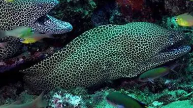 Les trésors cachés de l'océan indien