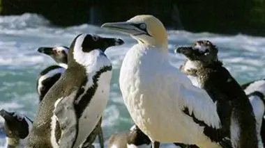 La baie d'Algoa : le dernier bastion des manchots du Cap