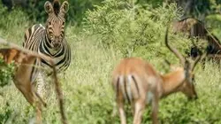 L'Afrique caméra au poing Hans Schomburgk, un pionnier du cinéma