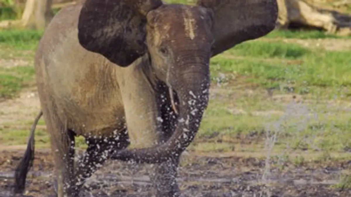 L'Afrique des paradis naturels E02 La forêt du bassin du Congo