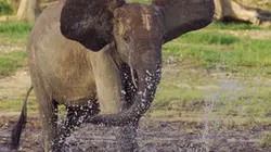 Visuel de L'Afrique des paradis naturels