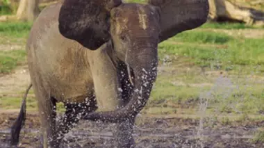 L'Afrique des paradis naturels E02 La forêt du bassin du Congo