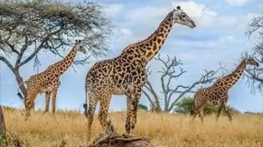 L'Afrique sauvage E01
