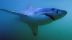 L'Afrique sauvage en quatre saisons