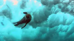 L'Afrique sauvage en quatre saisons