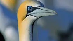 L'Afrique sauvage en quatre saisons