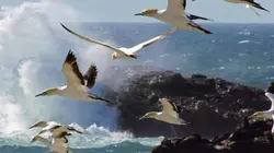 L'Afrique sauvage en quatre saisons