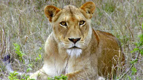 L'Afrique sauvage en quatre saisons E04 Été