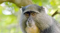 L'Afrique sauvage en quatre saisons