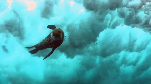 L'Afrique sauvage en quatre saisons E02 Hiver