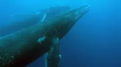 Visuel de L'Afrique sauvage en quatre saisons