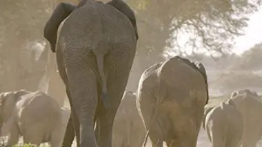 Les derniers géants du Namib