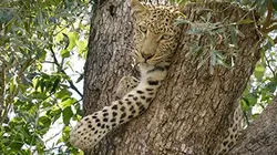 Visuel de L'Afrique, un paradis indompté