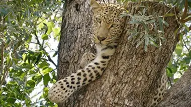 La vie sauvage de retour en Afrique du Sud