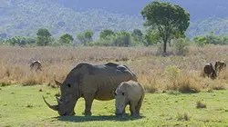 Sur Animaux à 22h05 : L'Afrique, un paradis indompté