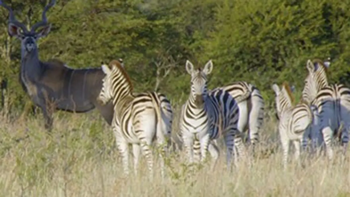 L'Afrique, un paradis indompté Le Waterberg, les montagnes de la vie