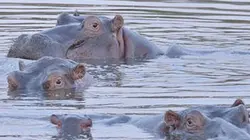 Sur Animaux à 21h55 : L'Afrique, un paradis indompté